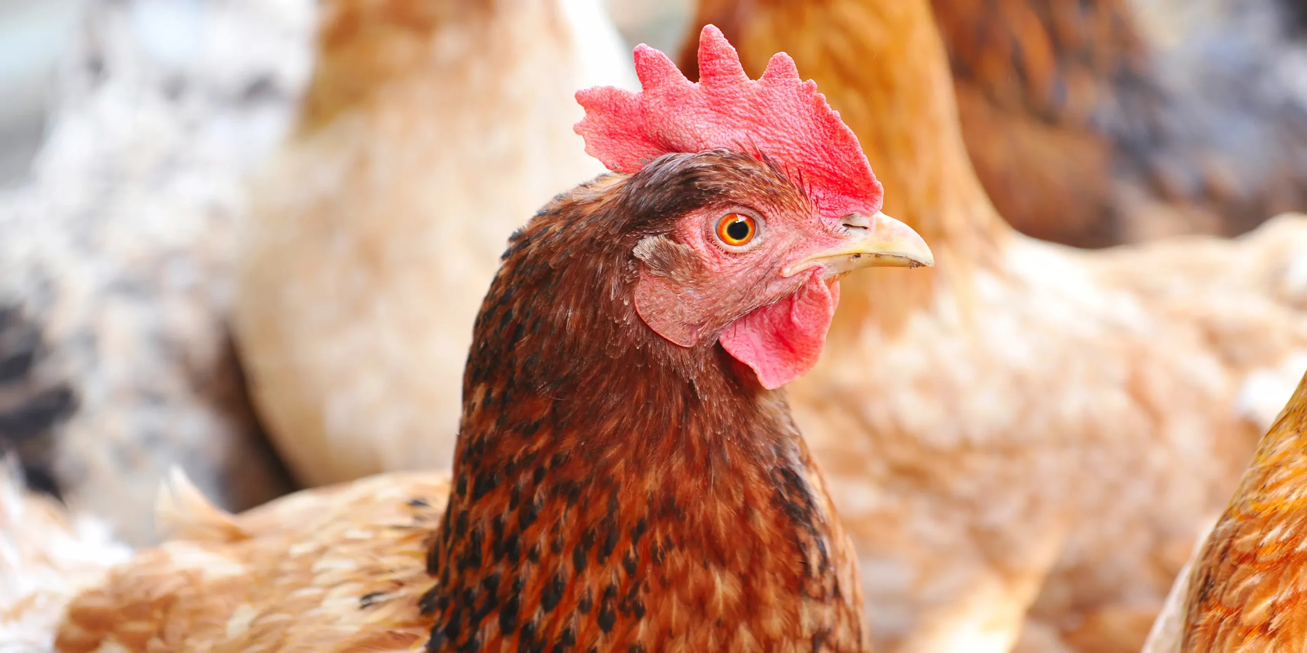 granovit Poules pondeuses - Mélange de graines (complément alimentaire pour poules  pondeuses)