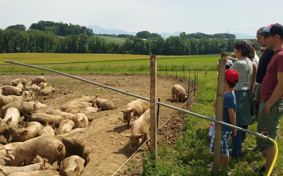 20 Jahre Schweinemast unter freiem Himmel