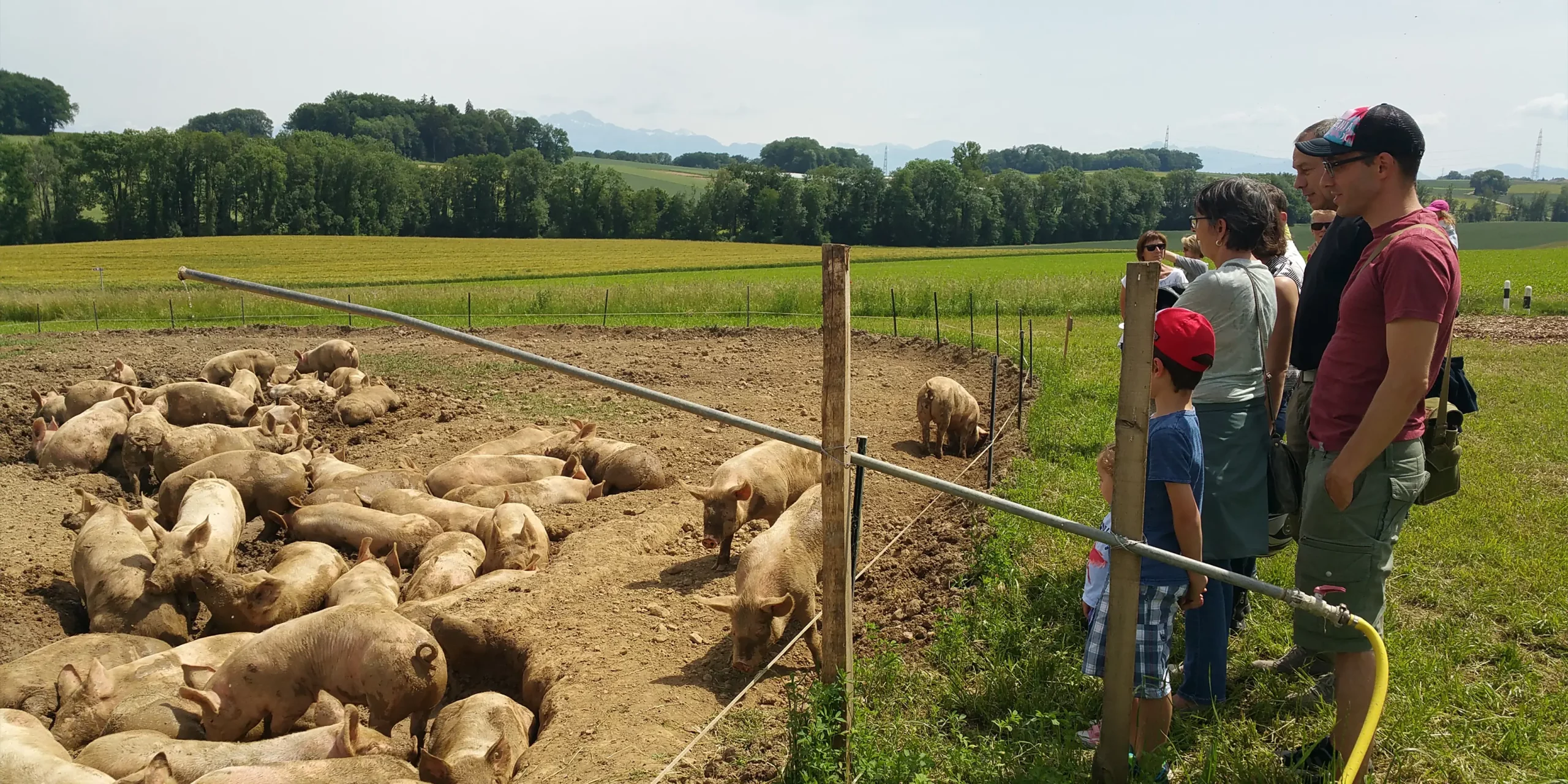 20 Jahre Schweinemast unter freiem Himmel