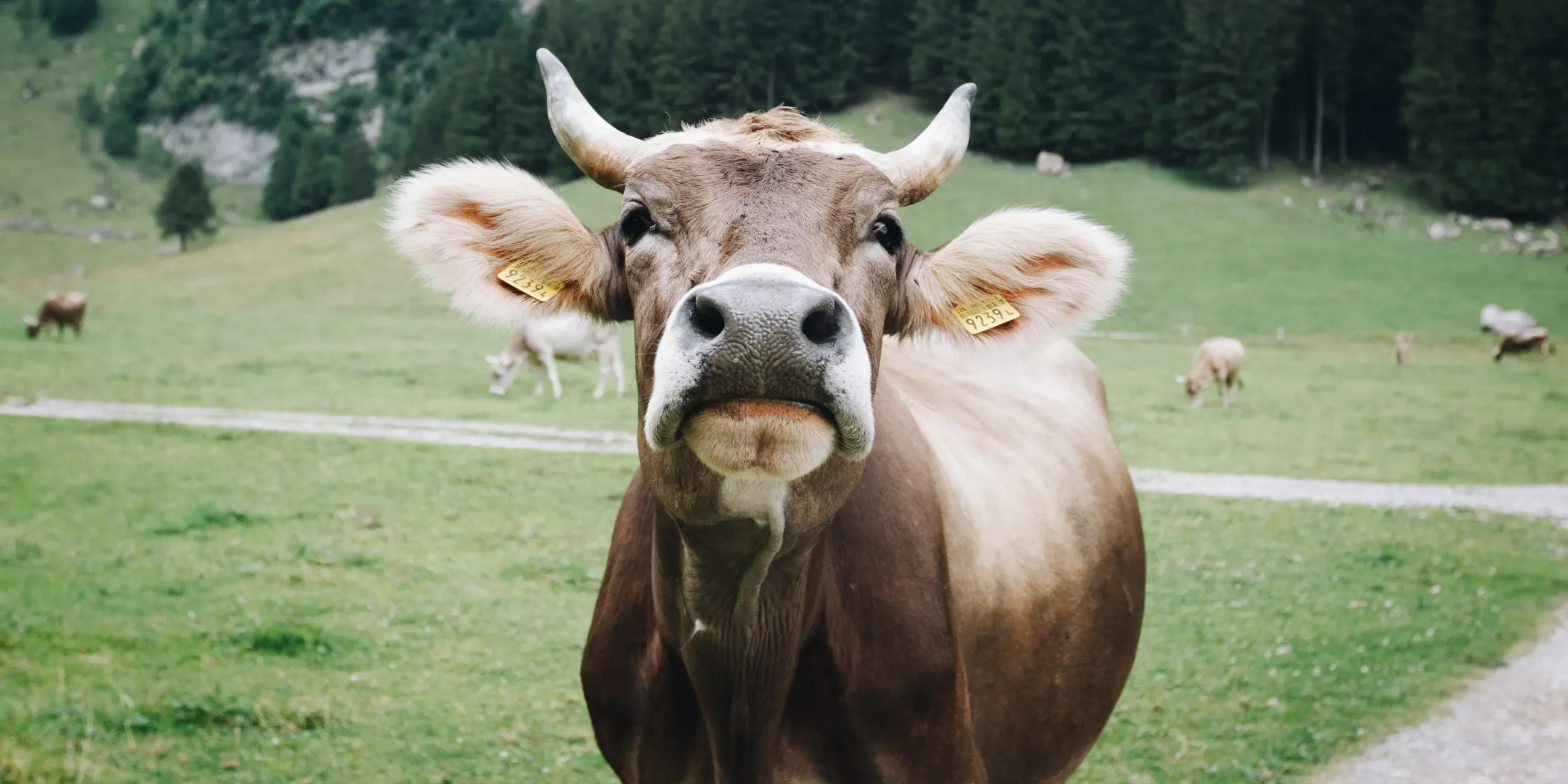 Praxistipps: So überstehen Kühe die Sommerhitze