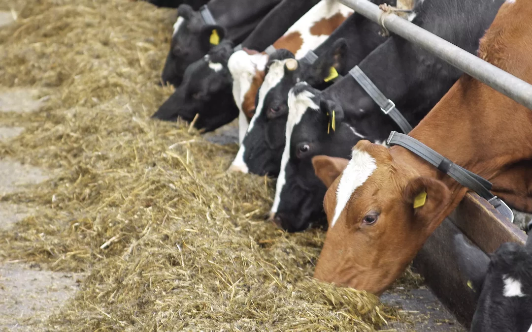 Notre assortiment vaches laitières amélioré