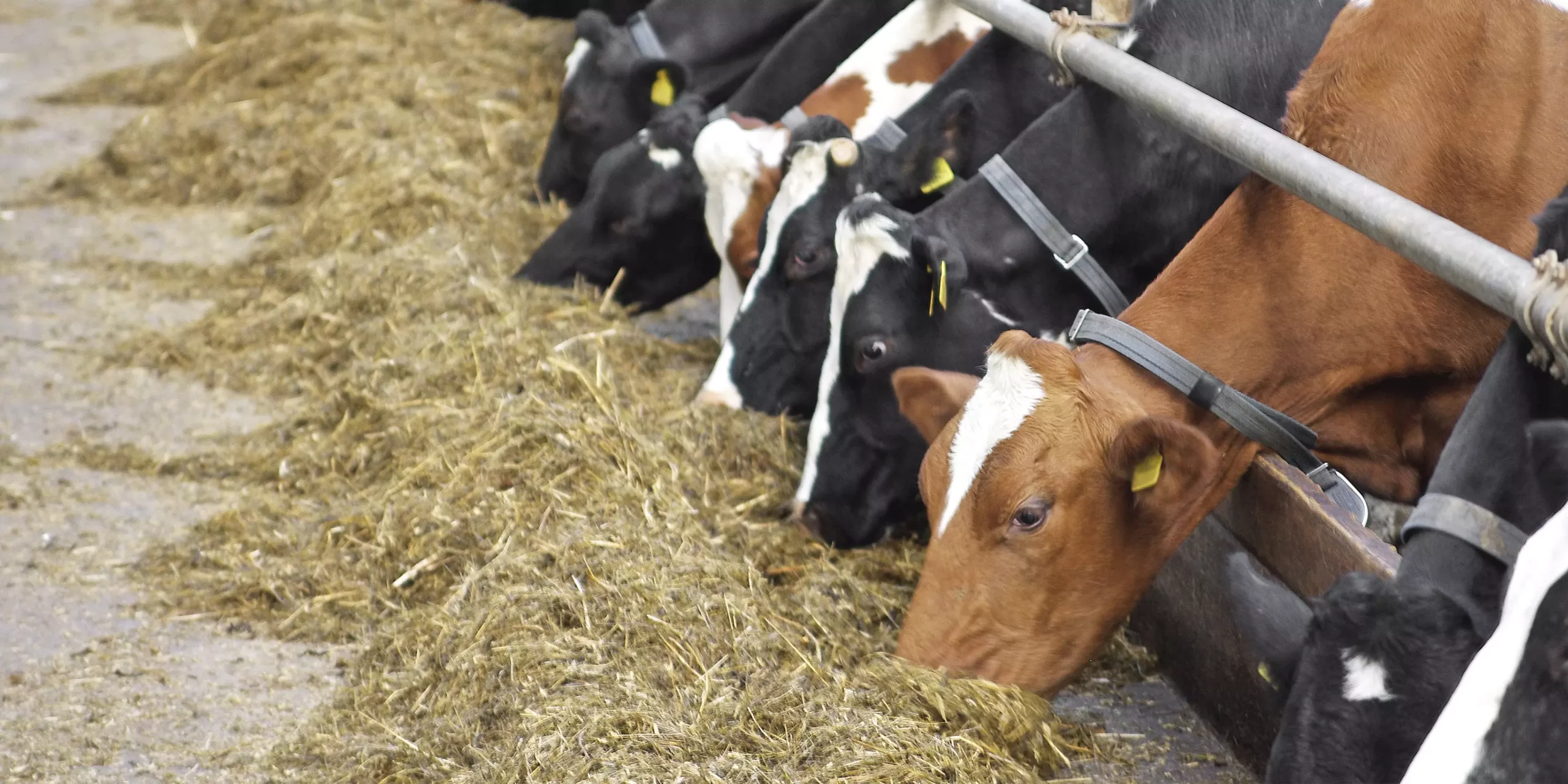 Notre assortiment vaches laitières amélioré