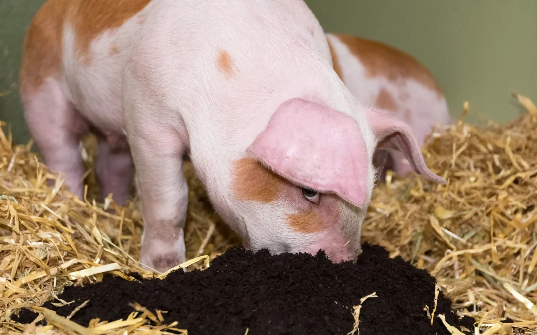 Ferkel erfolgreich Absetzen