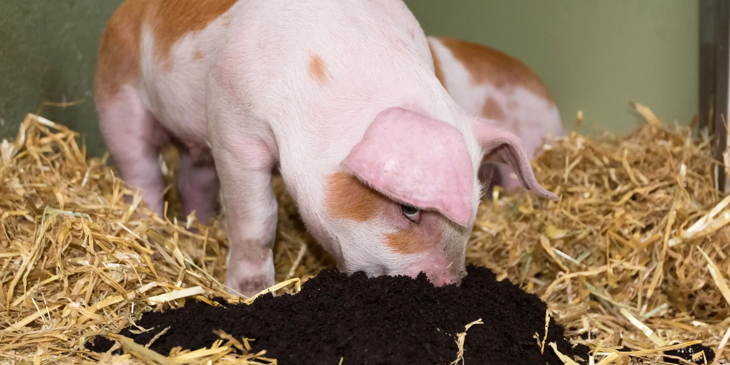 Ferkel erfolgreich Absetzen