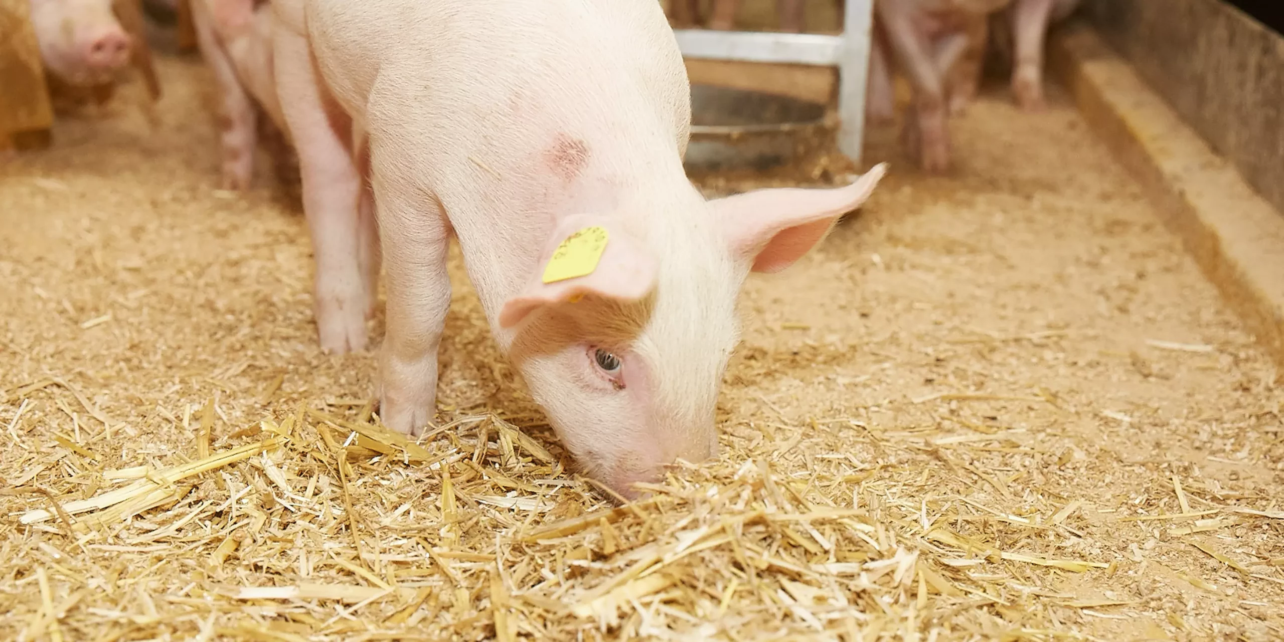 Des porcelets sains grâce à une bonne flore intestinale