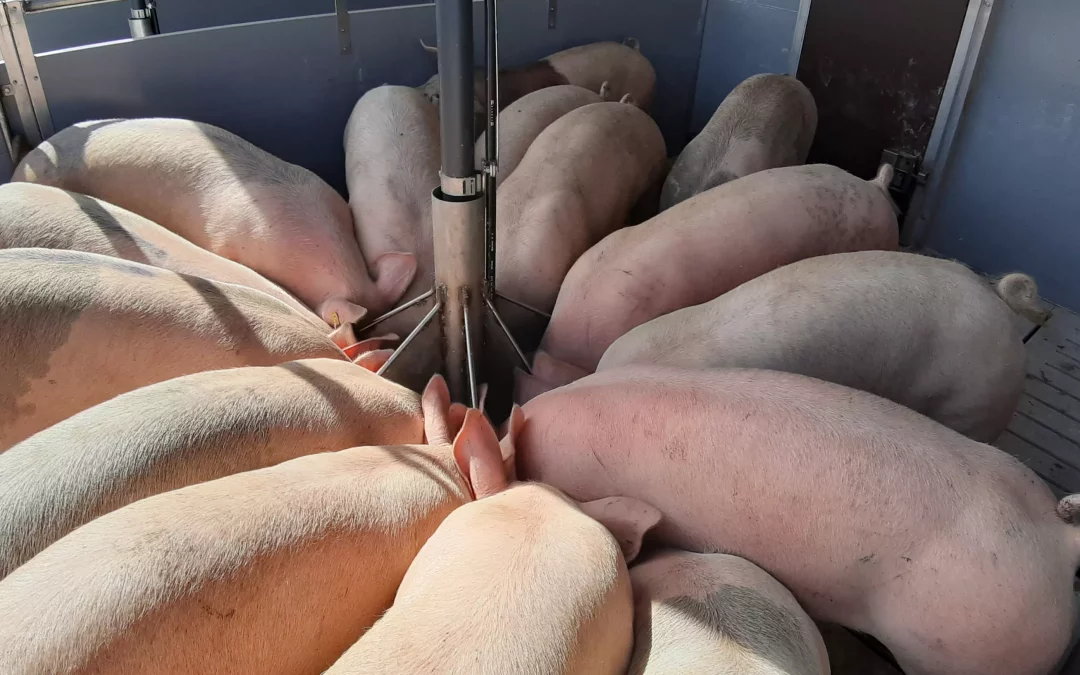 Multiphasen-Fütterung in der Schweinemast