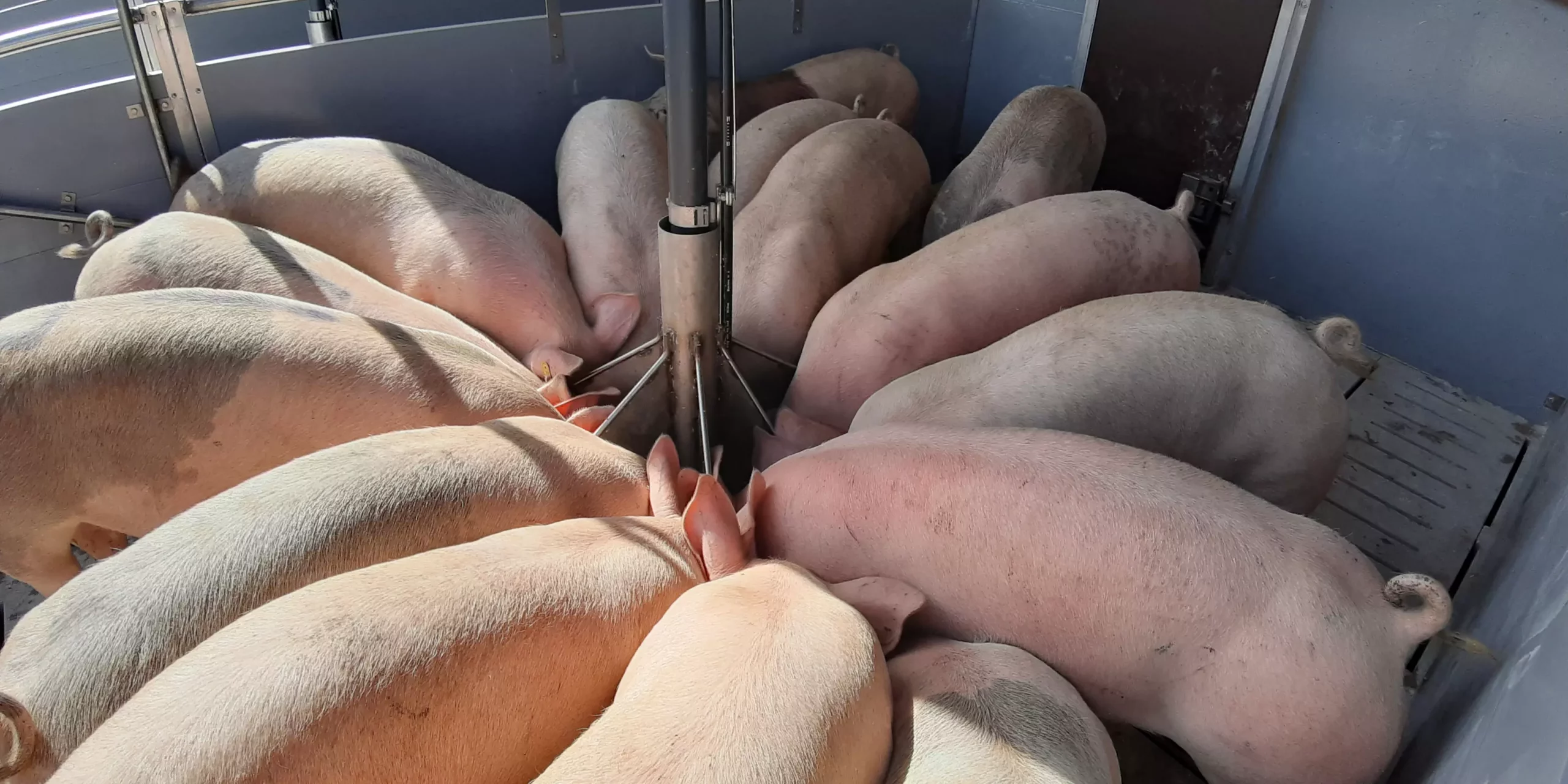 Multiphasen-Fütterung in der Schweinemast