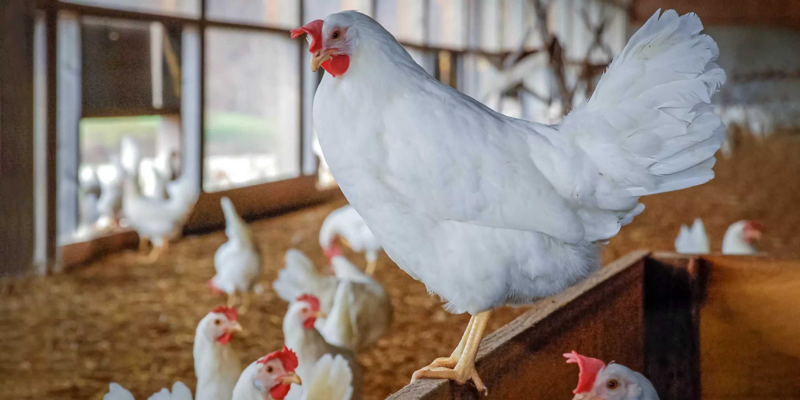 En cas de forte chaleur, donner de la vitamine C en temps voulu aux poules pondeuses