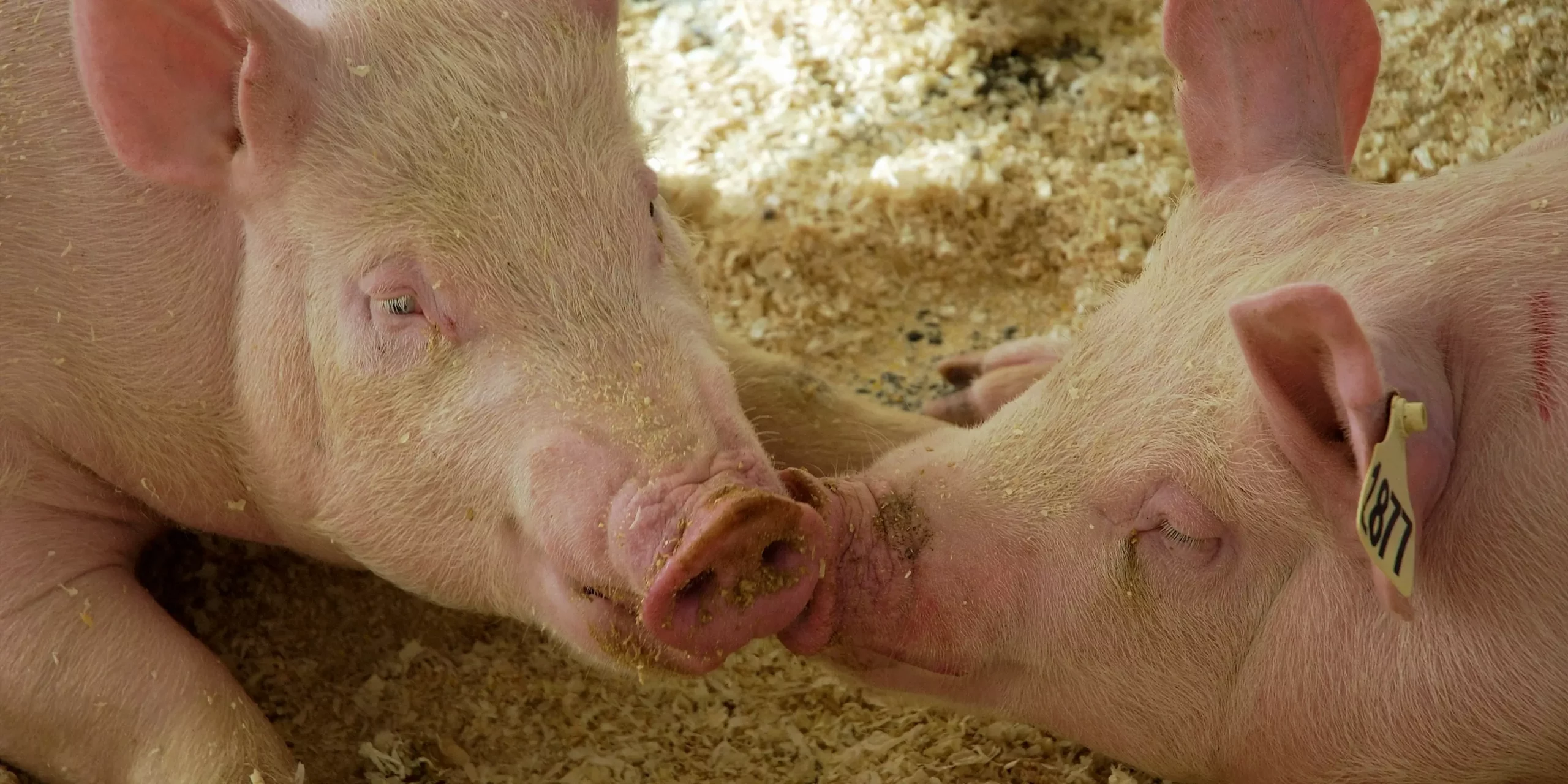 Pour les reines de l’élevage porcin : la gamme d’aliments pour jeunes truies est lancée