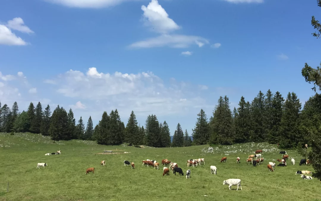 Alimentation pendant le tarissement : les vaches taries sont les plus importantes de l’écurie