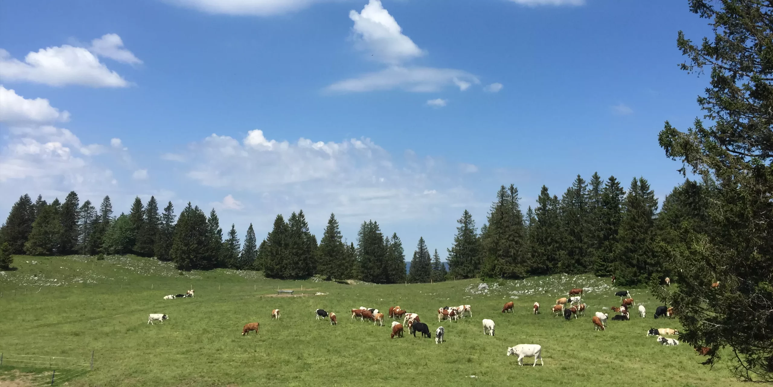 Alimentation pendant le tarissement : les vaches taries sont les plus importantes de l’écurie