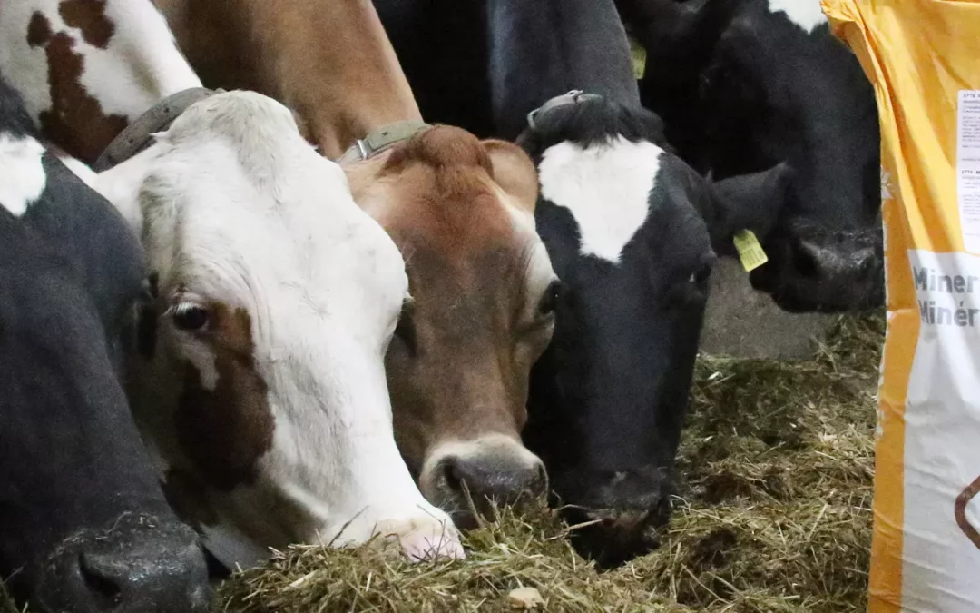 Apport minéral : cibler spécifiquement le soufre et le sélénium