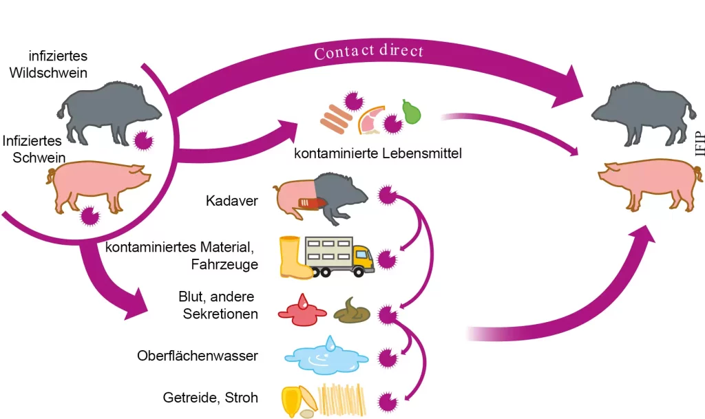 Infografik zum Thema Biosicherheit