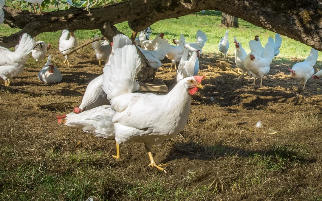 Die Phasenfütterung: Tiergesundheit und Umwelt im Fokus