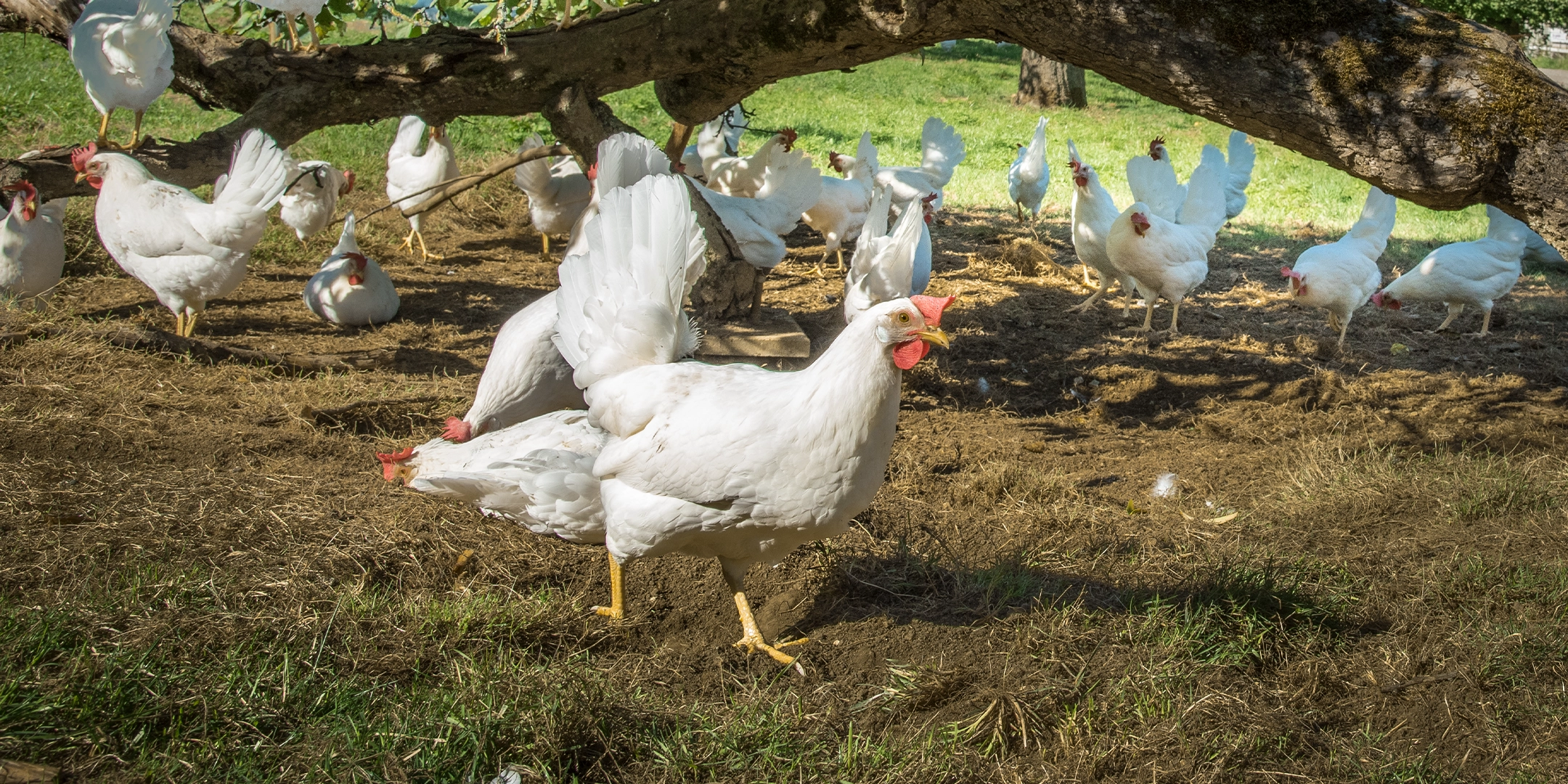 L’alimentation par phases : axée sur la santé des animaux et l’environnement