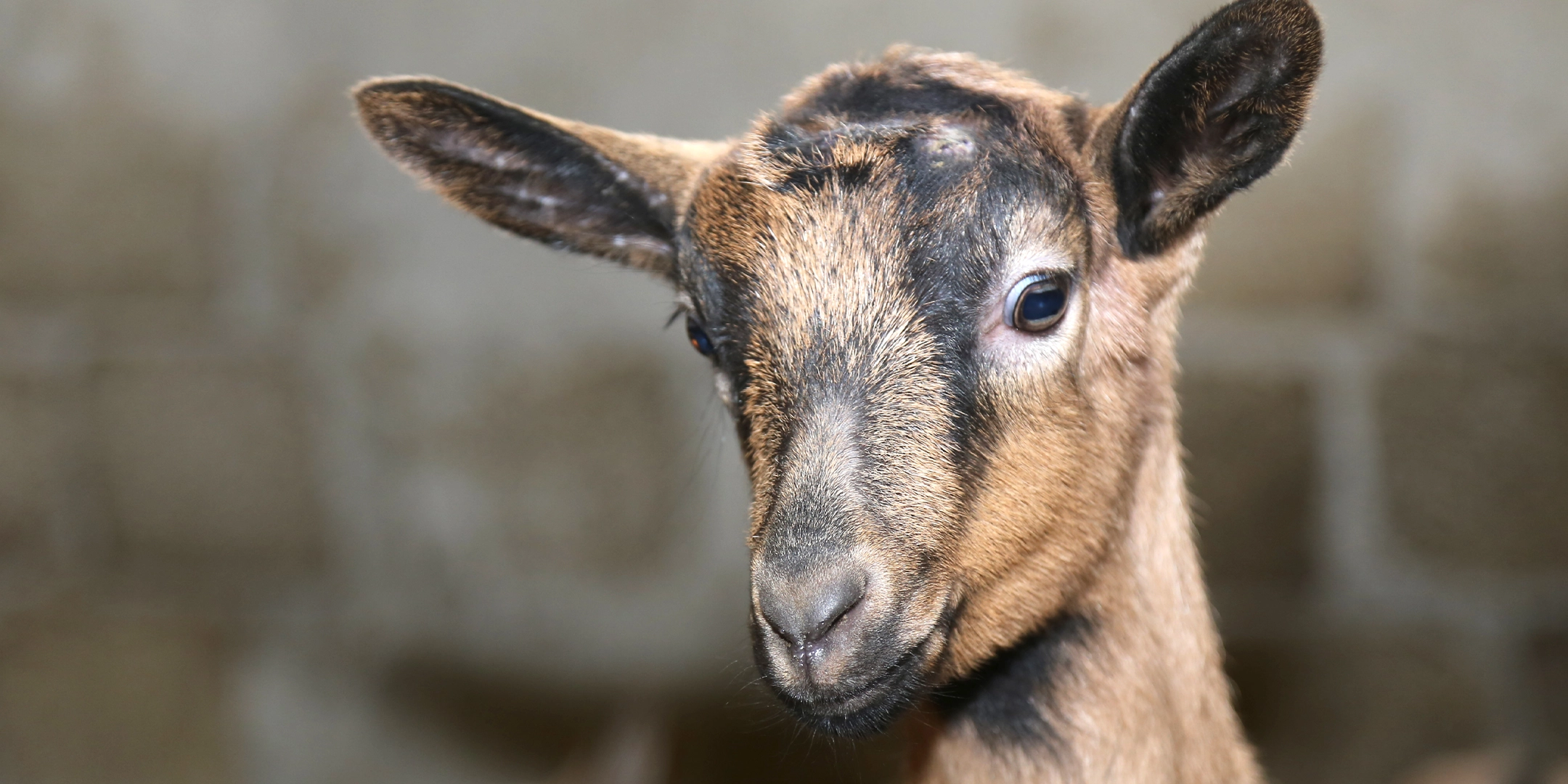 General Header – Ziege