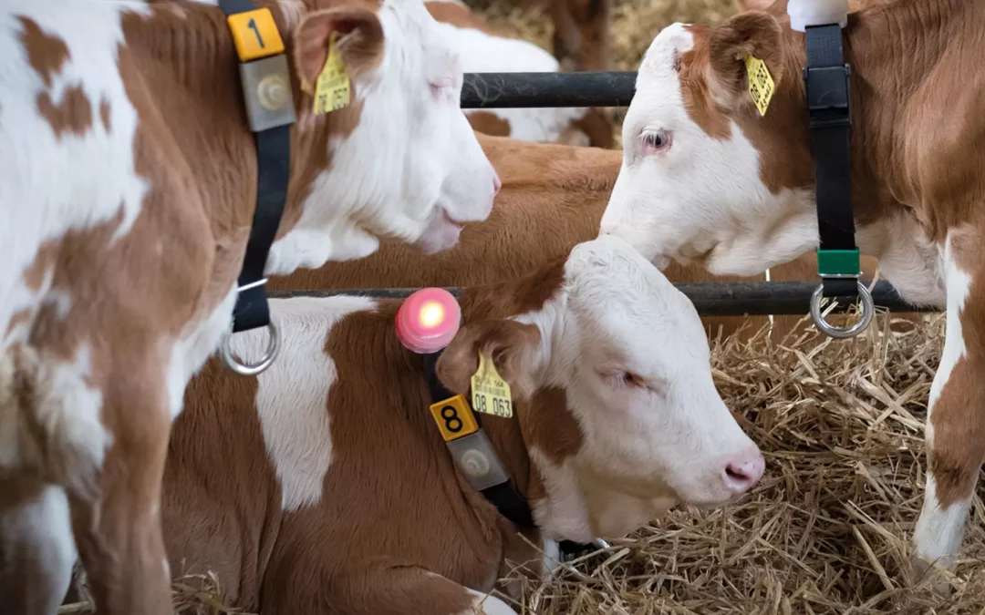 Elevage et engraissement des veaux efficaces grâce au distributeur automatique de lait