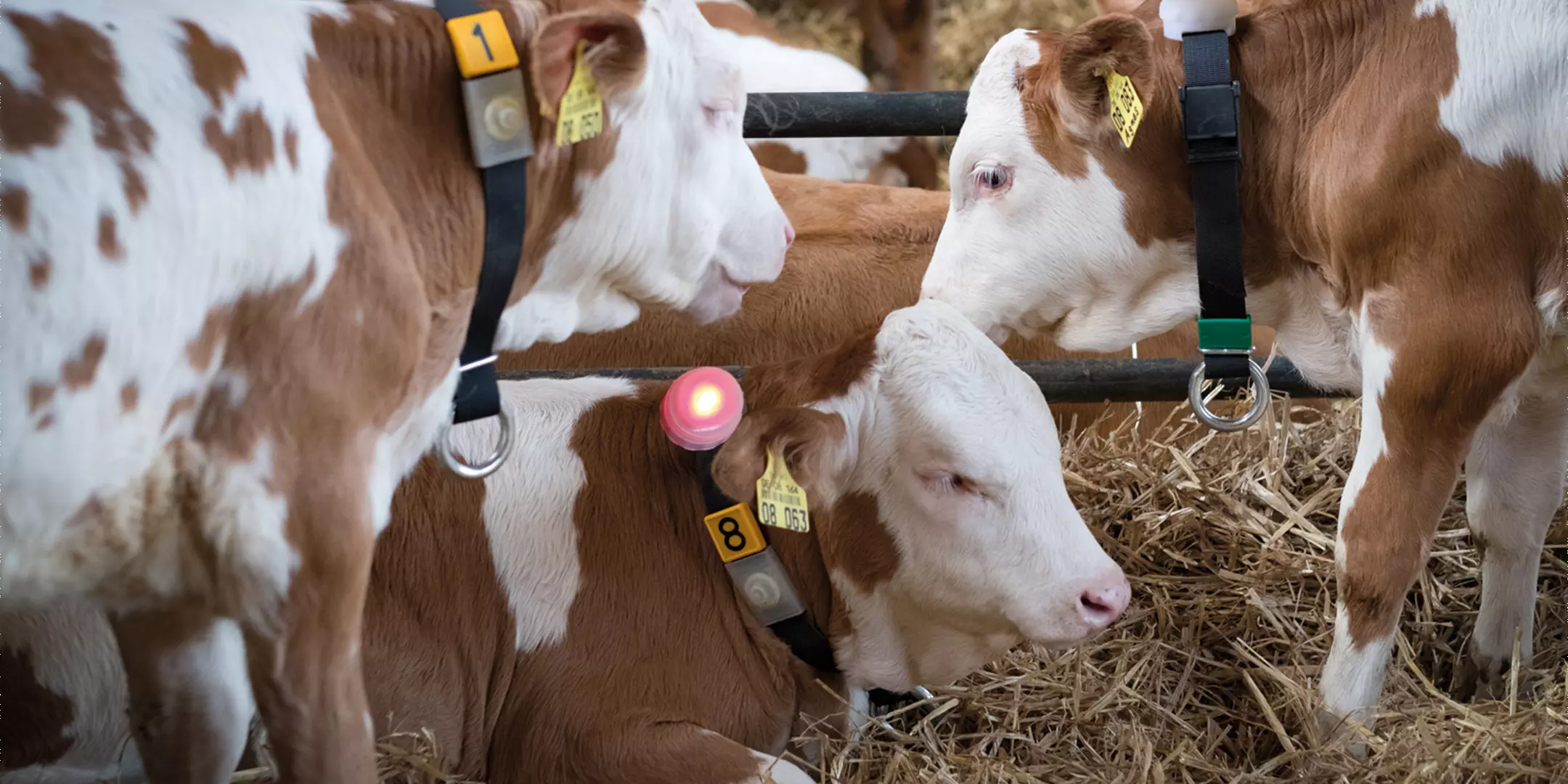 Elevage et engraissement des veaux efficaces grâce au distributeur automatique de lait