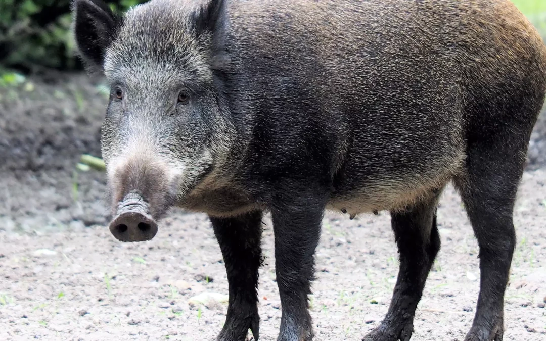 Afrikanische Schweinepest (ASP) – eine ernstzunehmende Bedrohung für die Schweinehalter