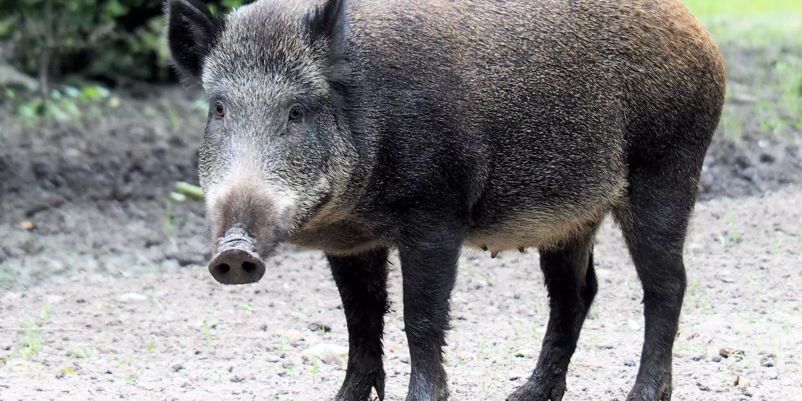 Afrikanische Schweinepest (ASP) – eine ernstzunehmende Bedrohung für die Schweinehalter
