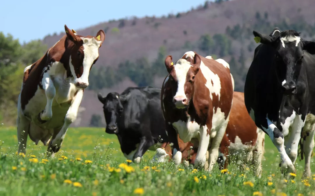 ALCA-COW : le nouveau super tampon