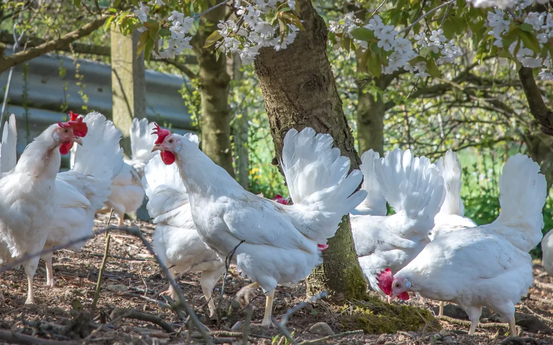 Das Granovit-Hühnerfutter – gesund für Mensch und Tier