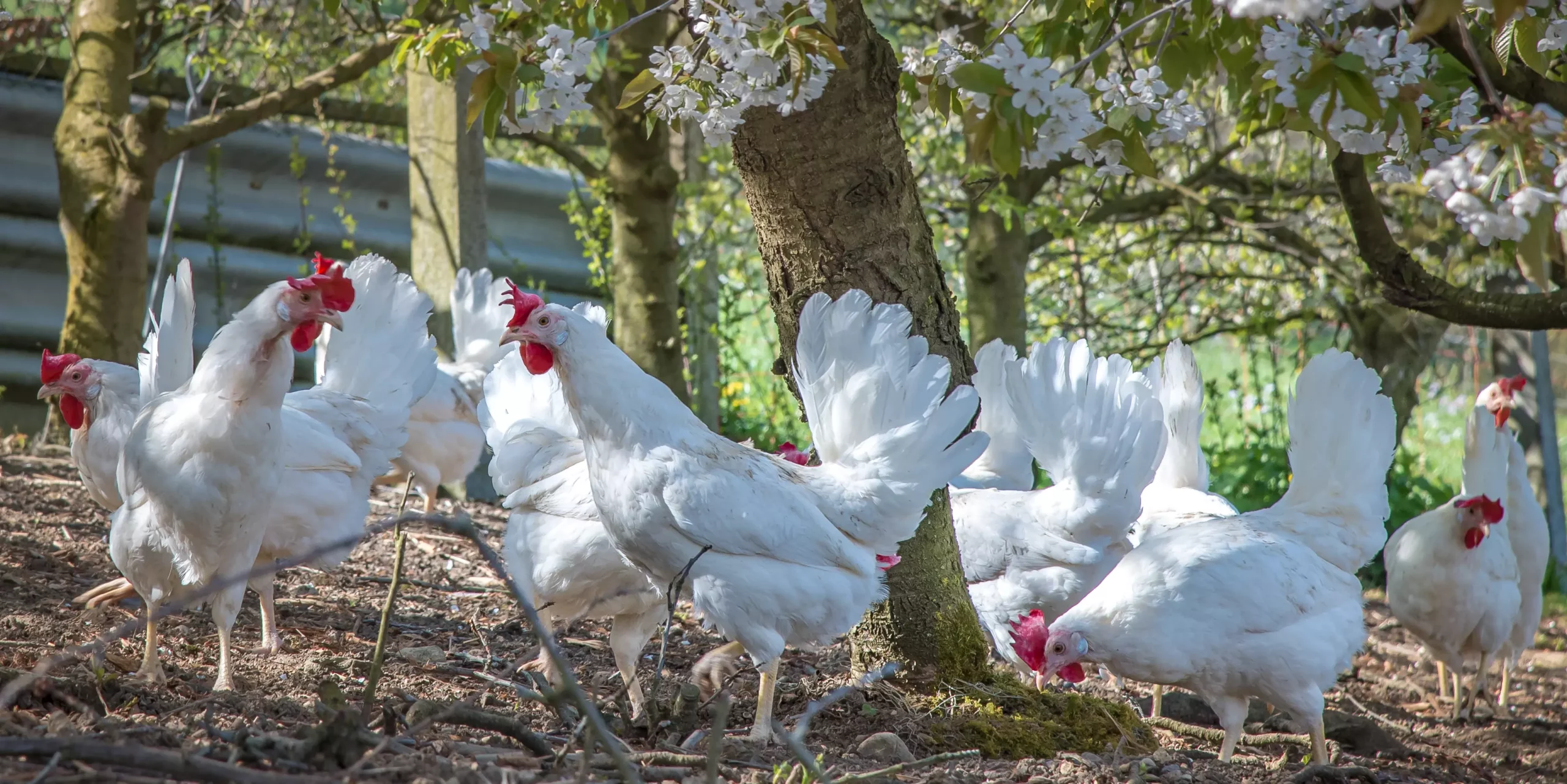 Sain pour les humains et les animaux, avec les aliments Granovit