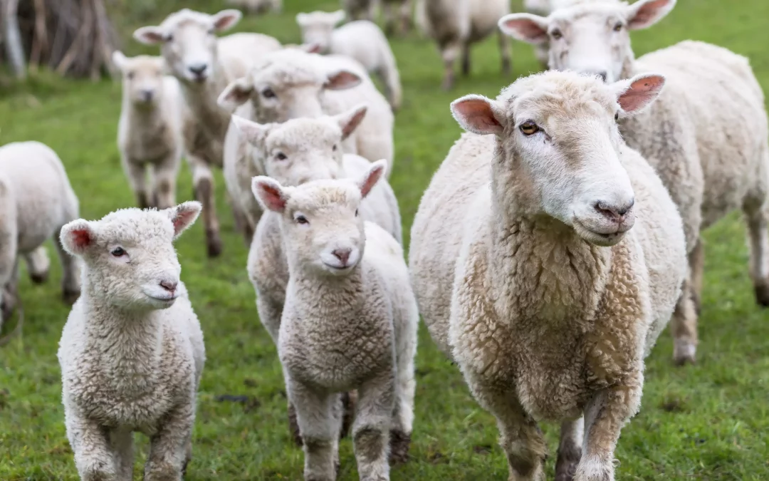 La gamme Granovit pour les petits ruminants