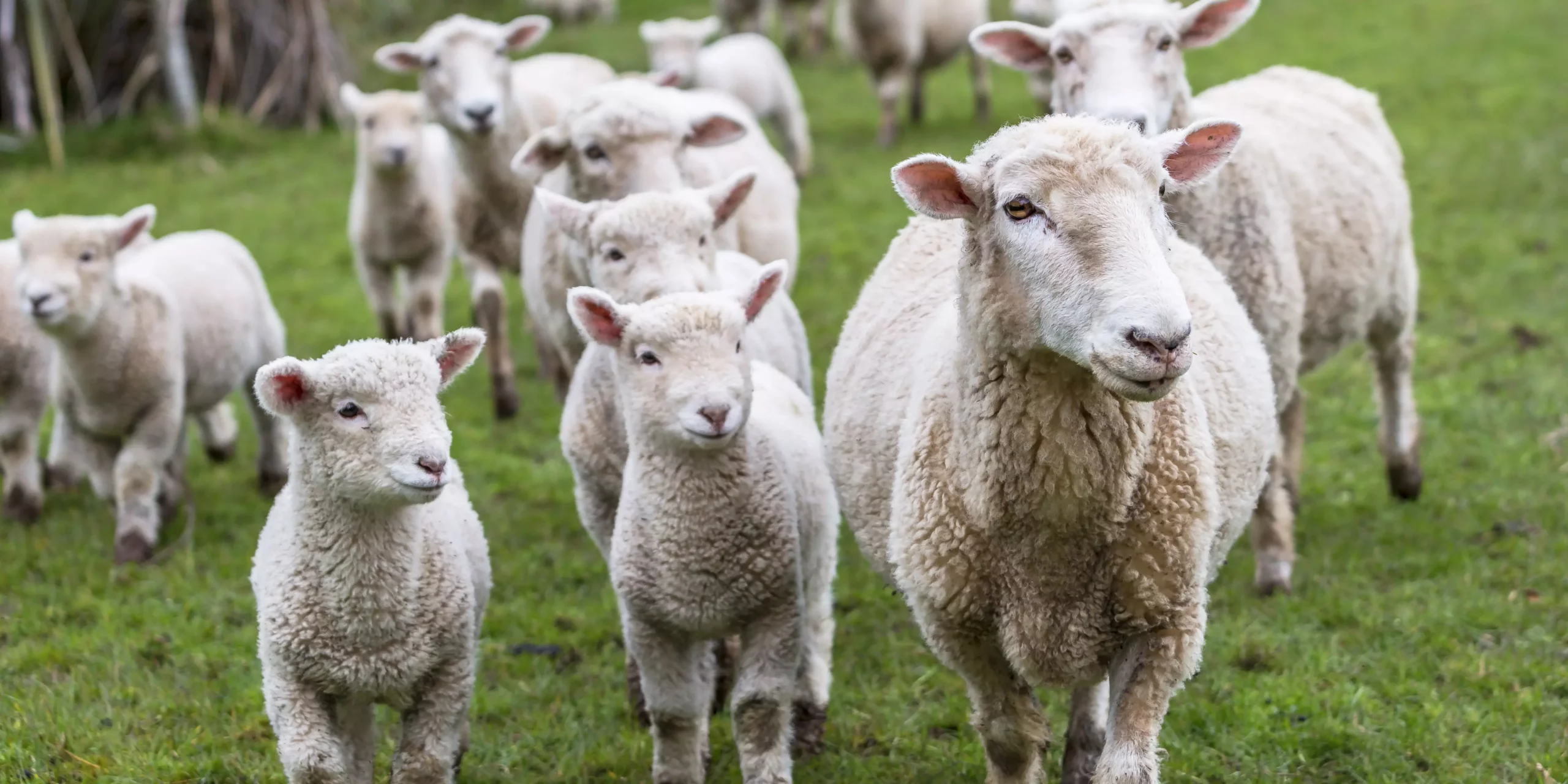 La gamme Granovit pour les petits ruminants