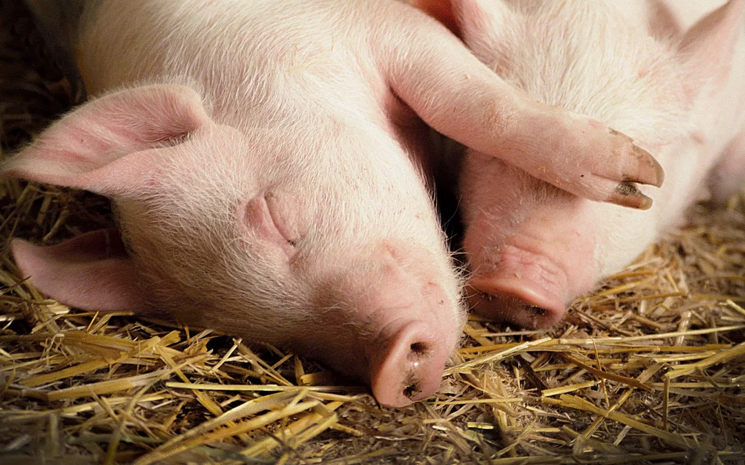 Der Schweinedarm – Schaltstelle für Gesundheit und Wachstum