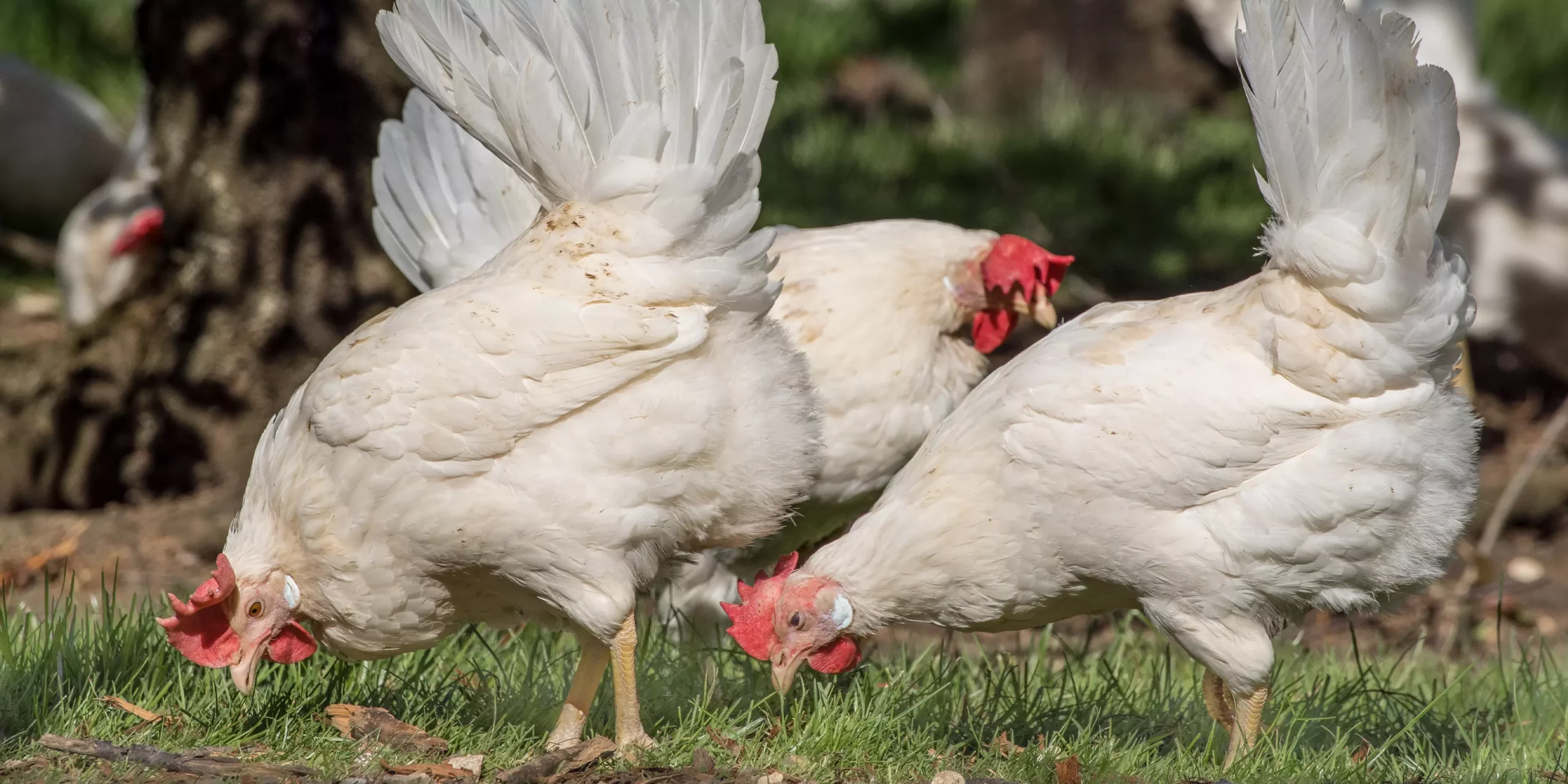 Alimentation des poules pondeuses : prise en compte des besoins pour la deuxième phase de ponte