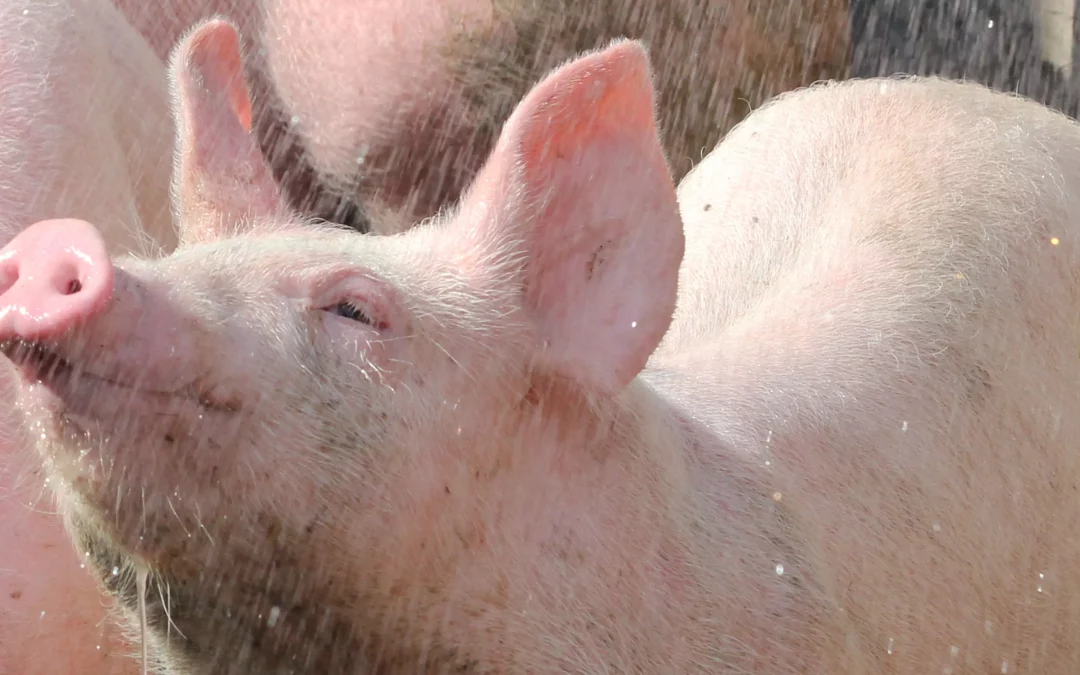 Nervöse Schweine – was tun?
