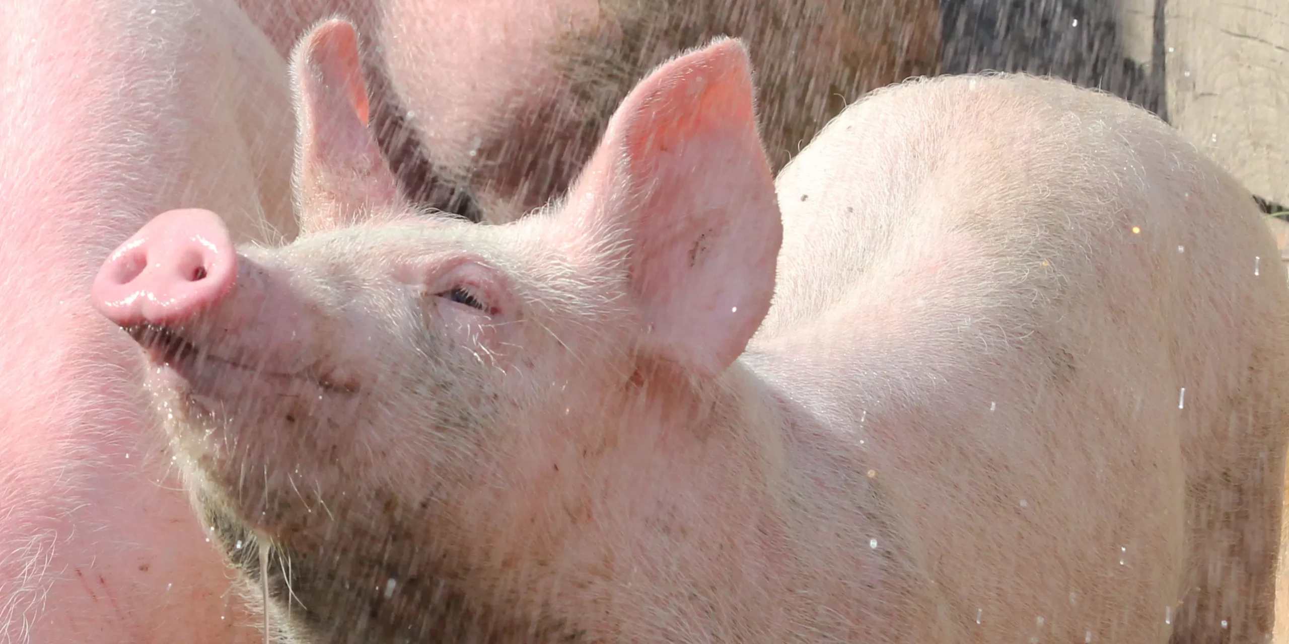Nervöse Schweine – was tun?