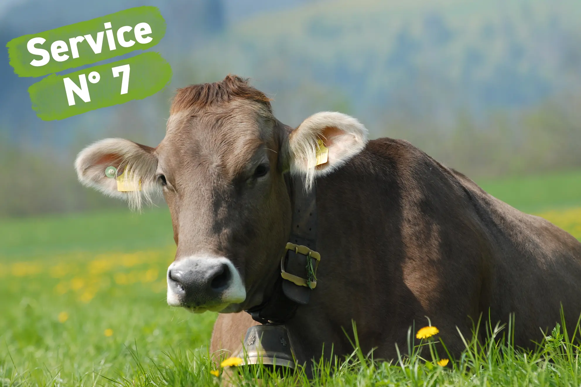 Service 7 - CONSEIL EN ALIMENTATION RUMINANTS