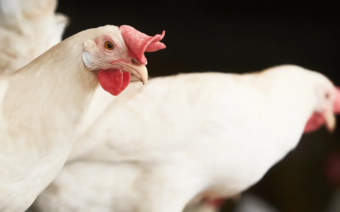 Lutte anti-acariens efficace dans un poulailler de poules pondeuses