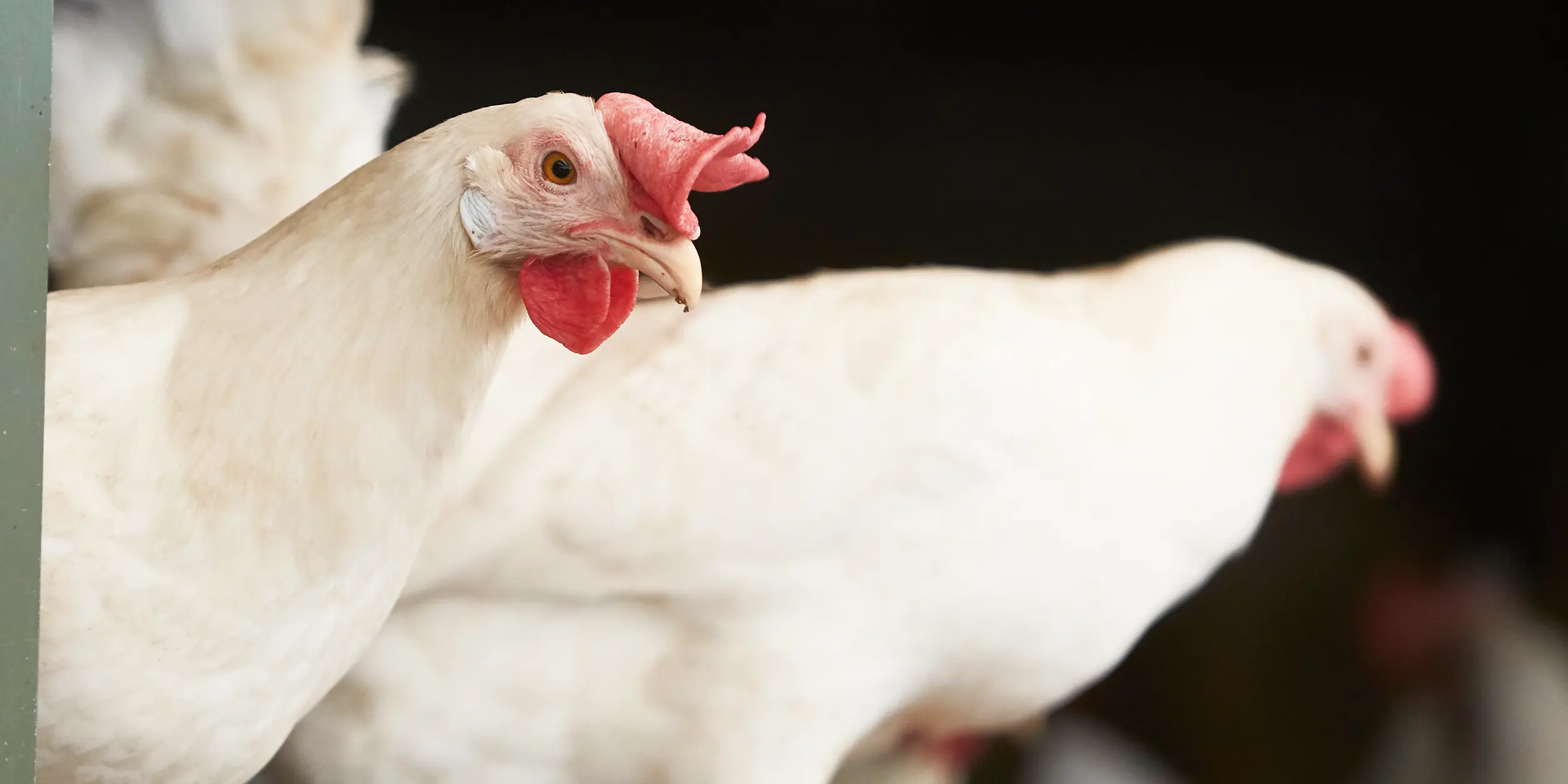 Lutte anti-acariens efficace dans un poulailler de poules pondeuses