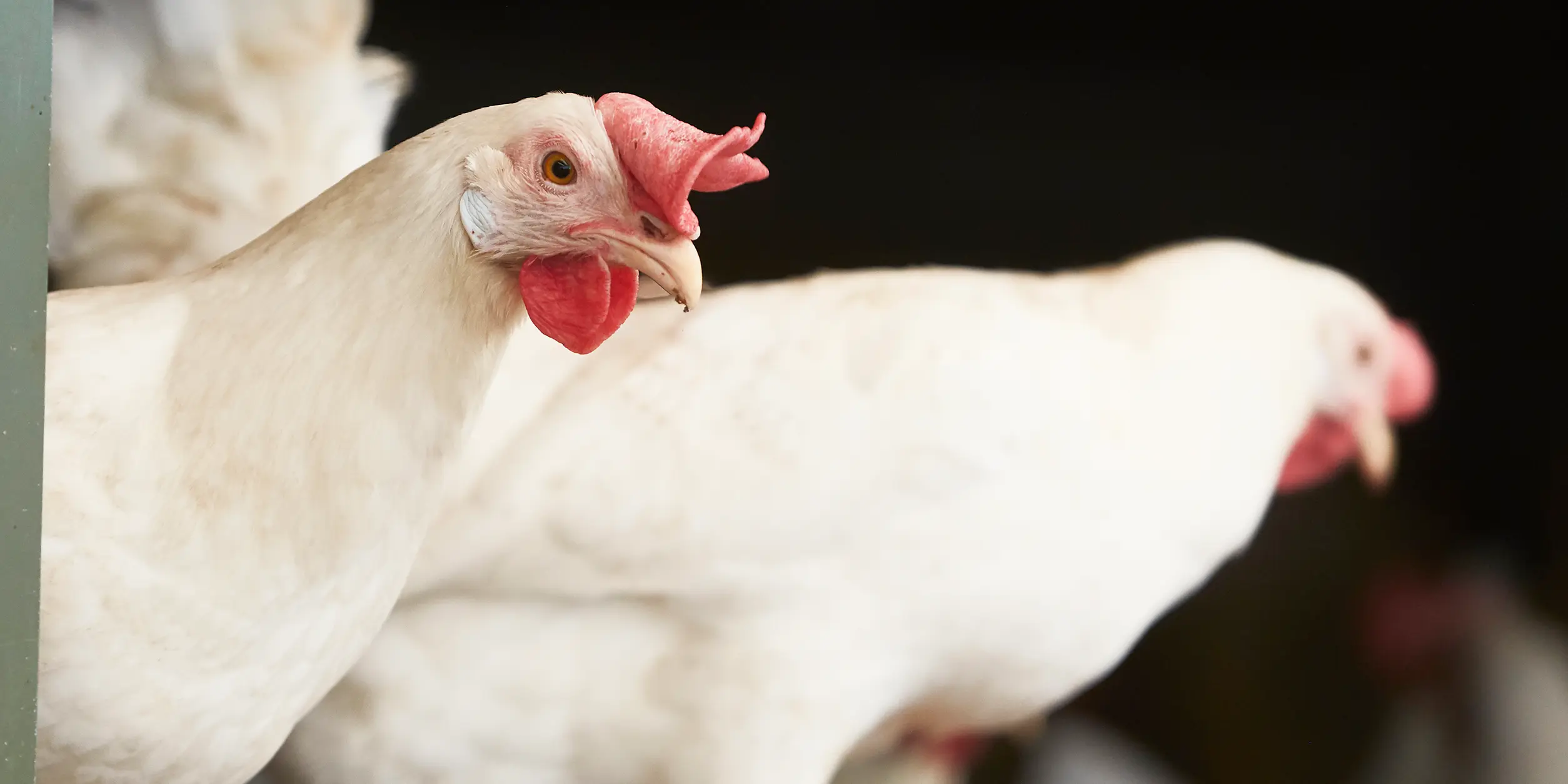 granovit Poules pondeuses - Mélange de graines (complément