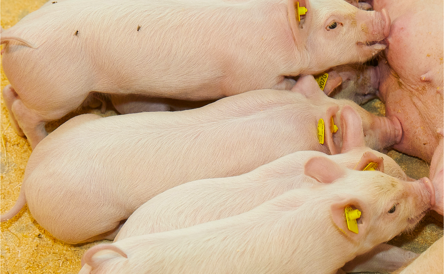 Geburtsvorbereitung bei Sauen Geburtsvorbereitung bei Sauen