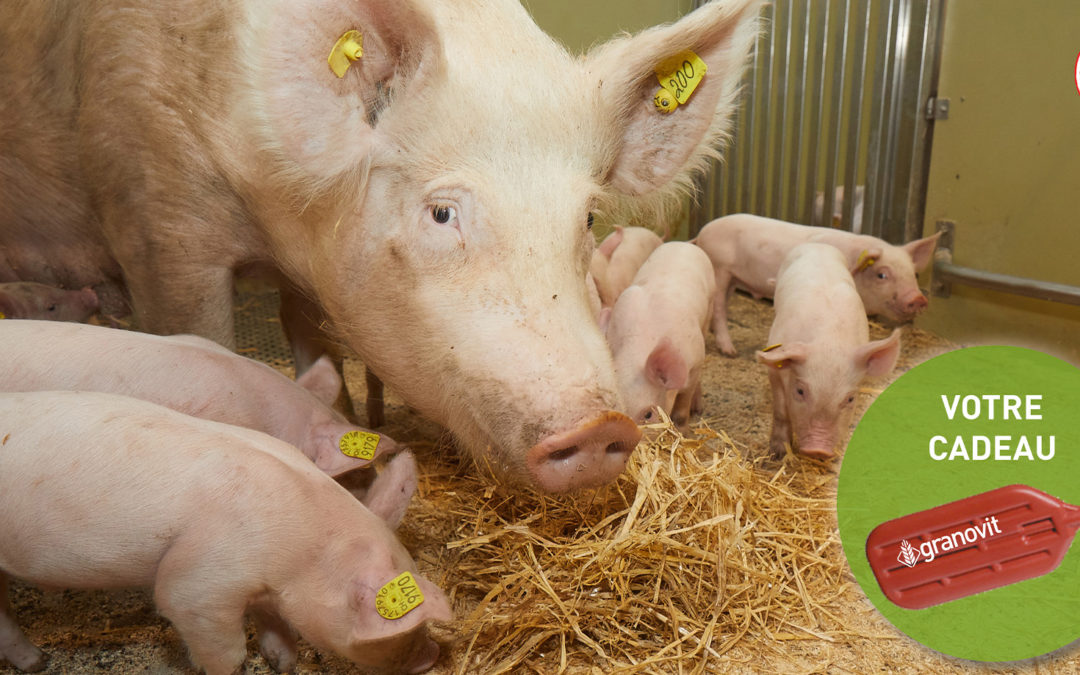 Offre d’ aliments porcs – stress thermique