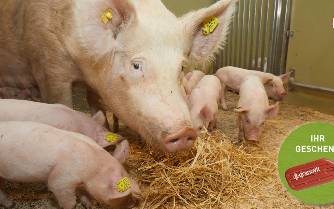 Angebot Schweinefutter – Hitzestress