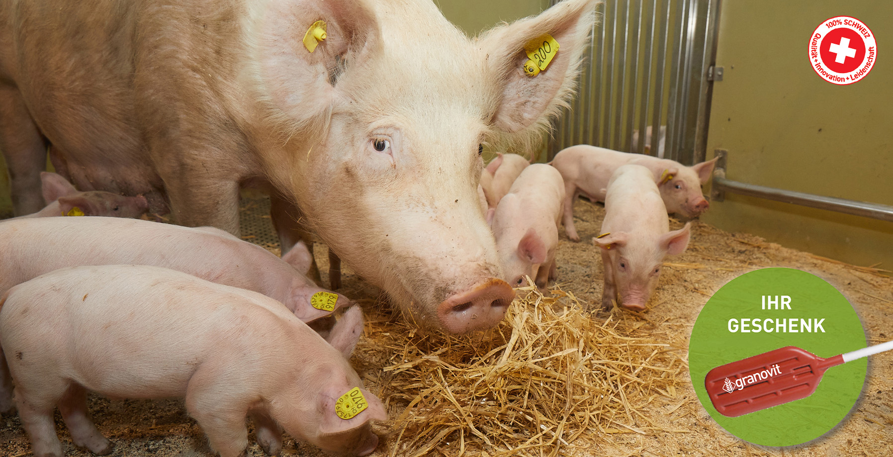 Angebot Schweinefutter – Hitzestress
