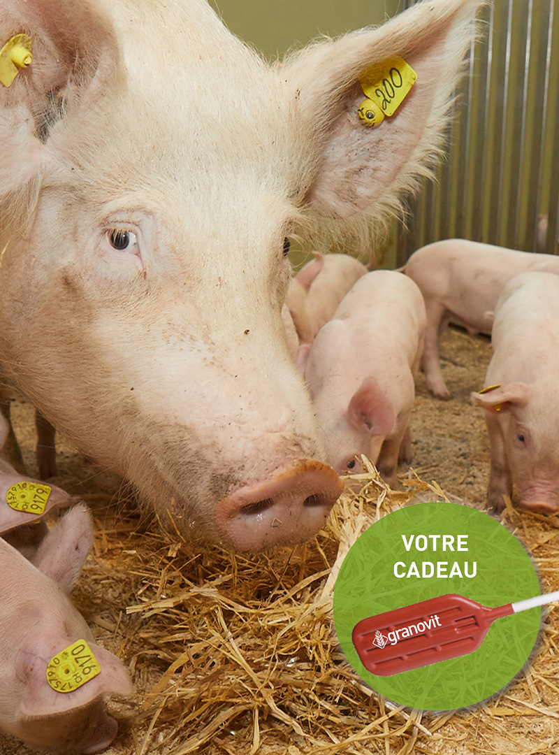 Schweinefutter_Angebot