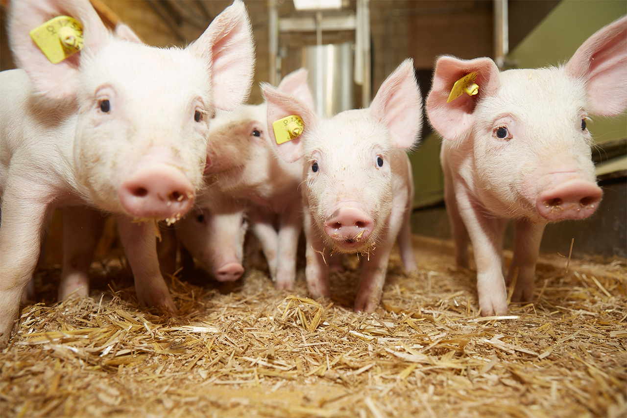 Geschützt: Futterneuheit: GRANO PRESTART 6024